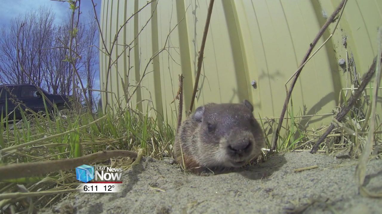 How the groundhog started forecasting the weather 2.jpg